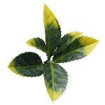 Greenery Panel BILBAO 50x50cm F028 SUMMER CHERRY RAIN Greenery Panel BILBAO 50x50cm F028 SUMMER CHERRY RAIN - Artificial Vertical Gardens & Wall Tiles