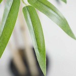 Artificial Bamboo Tree 210cm Height in Pot