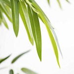 Artificial Bamboo Tree 180cm Height in Pot