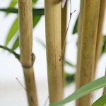 Artificial Bamboo Tree 180cm Height in Pot