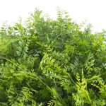 Green Wall Artificial Foliage Tile FERN Premium 50x50cm - Foliage Wall Tiles