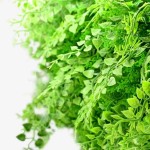 Green Wall Artificial Foliage Tile FERN Premium 50x50cm - Foliage Wall Tiles