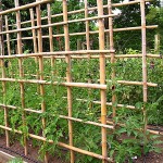 Nursery Bamboo Canes Bundle 100pcs D10-14mmx(H)180cm