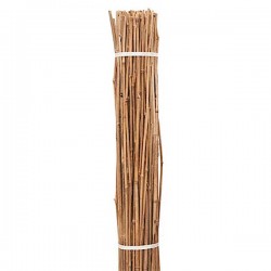 Ιστοί Μπαμπού (Bamboo) Φυτωρίου Δέμα 30τμχ Φ30-34mmx(Υ)300cm - Καλάμια Στήριξης Φυτών