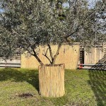 Natural Reed Roll by Greek Cane D8-12mm 2(H)x5m Natural Reed Roll by Greek Cane D8-12mm 2(H)x5m - Natural Reed Rolls