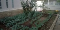 Small Spaces Vegetable Gardens