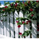 Ξύλινος Φράχτης Πυραμίδα 150 x (Υ)75 cm Ξύλινος Φράχτης Πυραμίδα 150 x (Υ)75 cm - Ξυλεία-Ξύλινοι Φράχτες