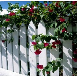 Ξύλινος Φράχτης Πυραμίδα 150 x (Υ)75 cm - Ξυλεία-Ξύλινοι Φράχτες