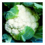 Κουνουπίδι Bermuda F1 Σπόροι (Brassica oleracea var. botrytis) | kipogeorgiki.live