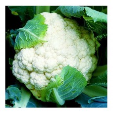 Κουνουπίδι Bermuda F1 Σπόροι (Brassica oleracea var. botrytis) | kipogeorgiki.live
