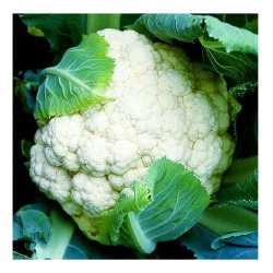 Κουνουπίδι Bermuda F1 Σπόροι (Brassica oleracea var. botrytis) | kipogeorgiki.live
