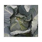 Κουνουπίδι Bermuda F1 Σπόροι (Brassica oleracea var. botrytis) | kipogeorgiki.live