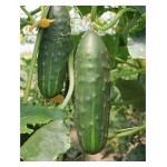 Cucumber 'Marketmore' Seeds | kipogeorgiki.live