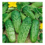 Cucumber Gherkin 'Cornichon de Paris' Seeds | kipogeorgiki.live