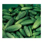 Cucumber Gherkin 'Cornichon de Paris' Seeds | kipogeorgiki.live