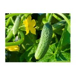 Cucumber Gherkin 'Cornichon de Paris' Seeds | kipogeorgiki.live