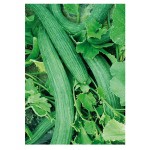 Armenian Dark Green Cucumber 'Tortarello Barese' Seeds | kipogeorgiki.live