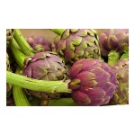 Artichoke 'Romana Violet' Seeds | kipogeorgiki.live
