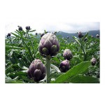 Artichoke 'Romana Violet' Seeds | kipogeorgiki.live
