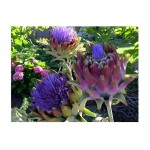 Artichoke 'Romana Violet' Seeds | kipogeorgiki.live