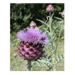 Artichoke Cardoon ''Giant'' Seeds   |kipogeorgiki.live