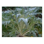 Artichoke Cardoon ''Giant'' Seeds   |kipogeorgiki.live