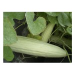 Cucumber Armenian Tortarello Abruzzese 0.8g Seeds