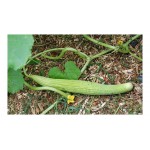 Cucumber Armenian Tortarello Abruzzese 0.8g Seeds