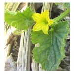 Cucumber Armenian Tortarello Abruzzese 0.8g Seeds