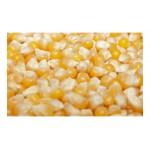 Καλαμπόκι Popcorn Σπόροι | kipogeorgiki.live