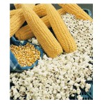 Καλαμπόκι Popcorn Σπόροι | kipogeorgiki.live