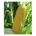Corn Sweet Seeds | kipogeorgiki.live
