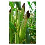 Corn Sweet Seeds | kipogeorgiki.live