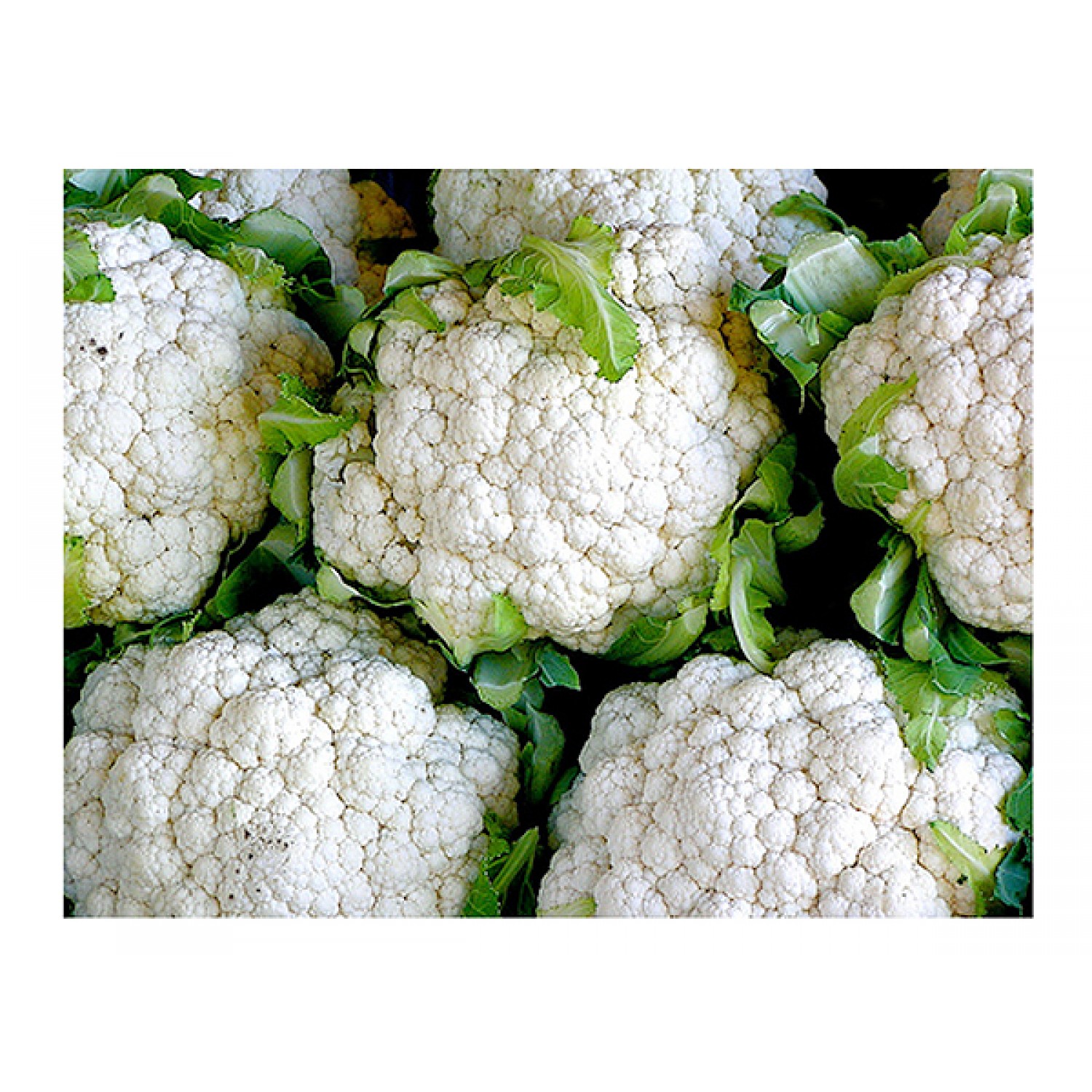 Κουνουπίδι Snowball Erfurter Σπόροι (Brassica oleracea var. botrytis) Κουνουπίδι Snowball Erfurter Σπόροι (Brassica oleracea var. botrytis) |kipogeorgiki.live