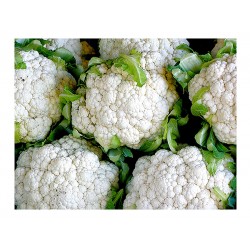 Κουνουπίδι Snowball Erfurter Σπόροι (Brassica oleracea var. botrytis)    |kipogeorgiki.live