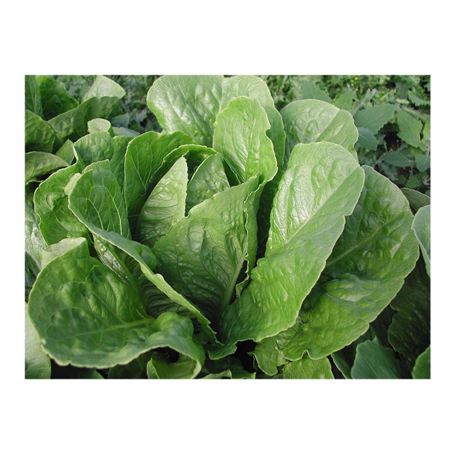 Lettuce Paris Island Cos Seeds (Lactuca sativa) Lettuce Paris Island Cos Seeds (Lactuca sativa) | kipogeorgiki.live