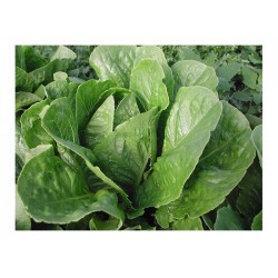 Μαρούλι Paris Island Cos Σπόροι (Lactuca sativa) | kipogeorgiki.live