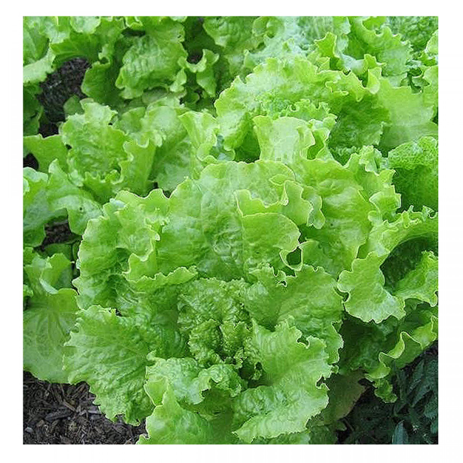 Μαρούλι Simpson Black Seeded Σπόροι (Lactuca sativa) Μαρούλι Simpson Black Seeded Σπόροι (Lactuca sativa) | kipogeorgiki.live