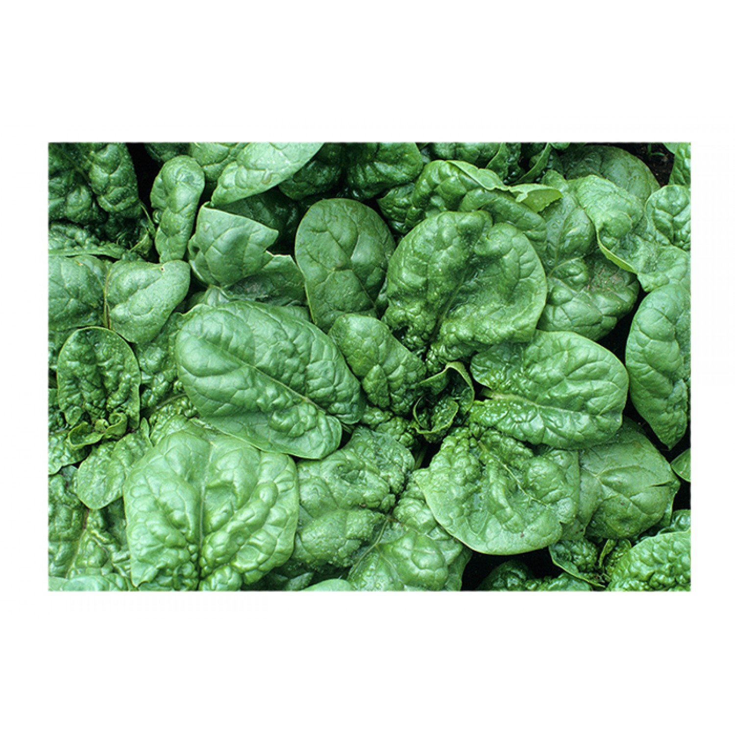 Spinach Spica F1 (Spinacia oleracea) Spinach Spica F1 (Spinacia oleracea)