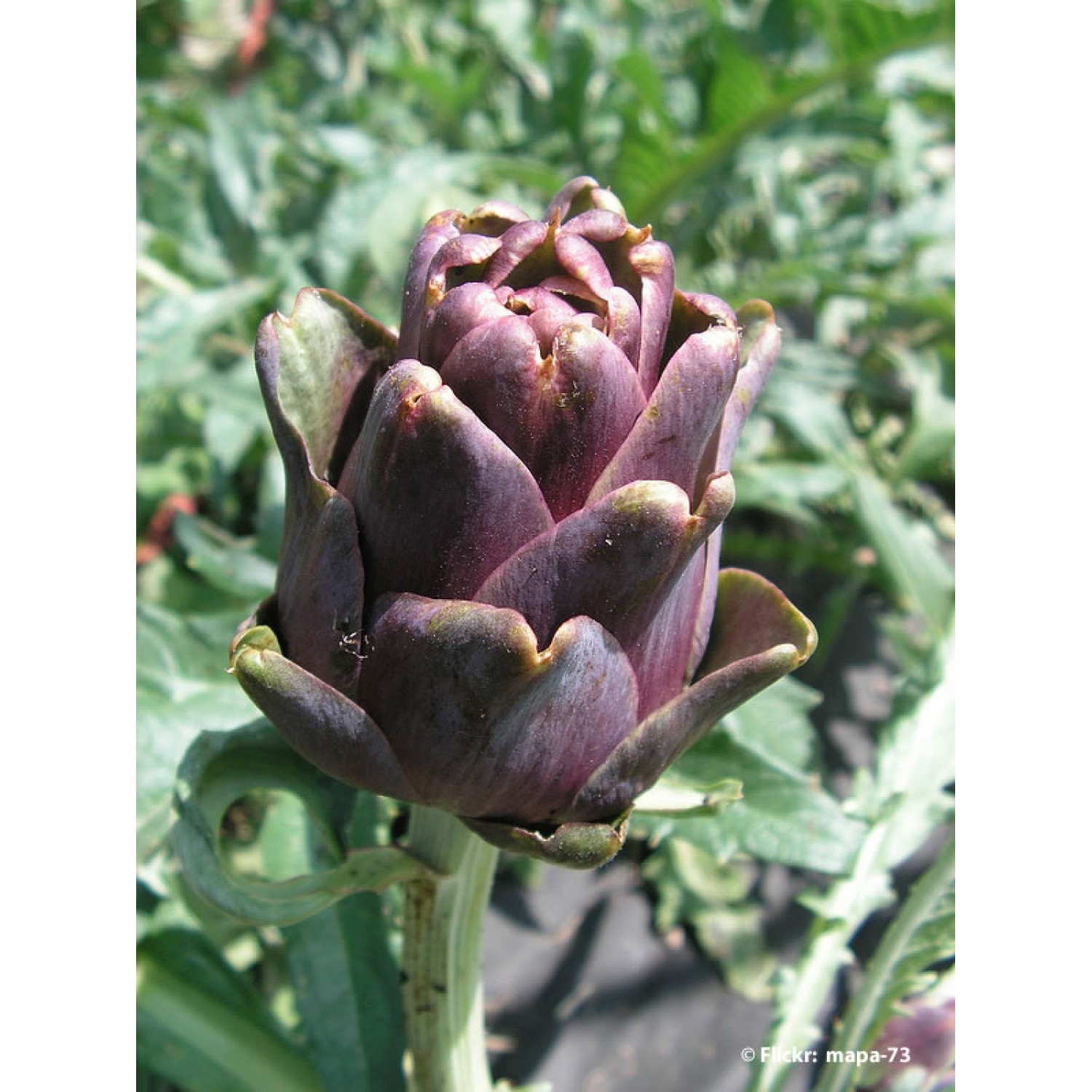 Bio Artichoke red|kipogeorgiki.live