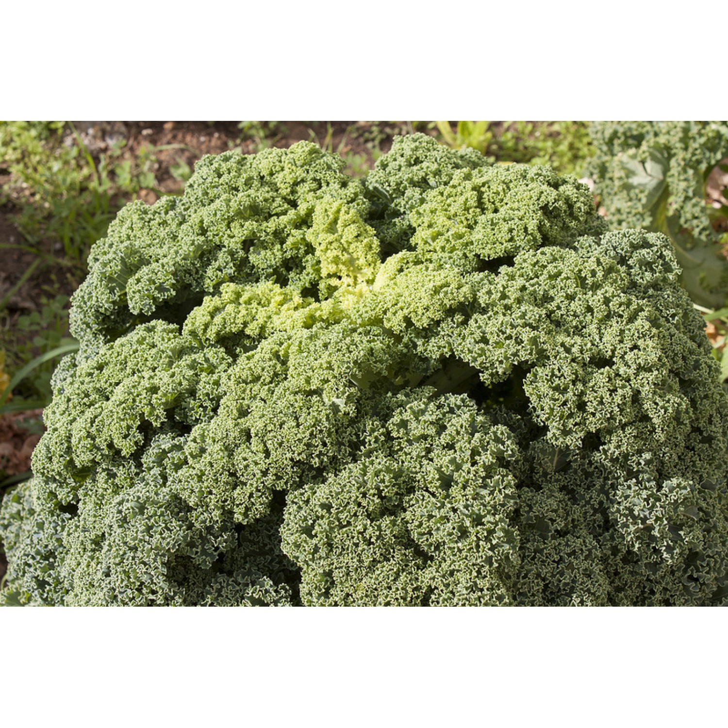 Kale Broccoli Kale Broccoli