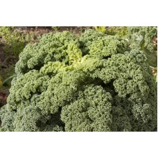 Μπρόκολο Kale Βιολογικό
