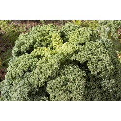 Μπρόκολο Kale Βιολογικό