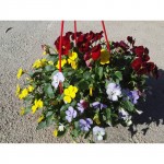 Πανσέδες mini (Viola tricolor mini) ανάμικτα 3 χρώματα, σε κρεμαστή γλάστρα Πανσέδες mini (Viola tricolor mini) ανάμικτα 3 χρώματα, σε κρεμαστή γλάστρα