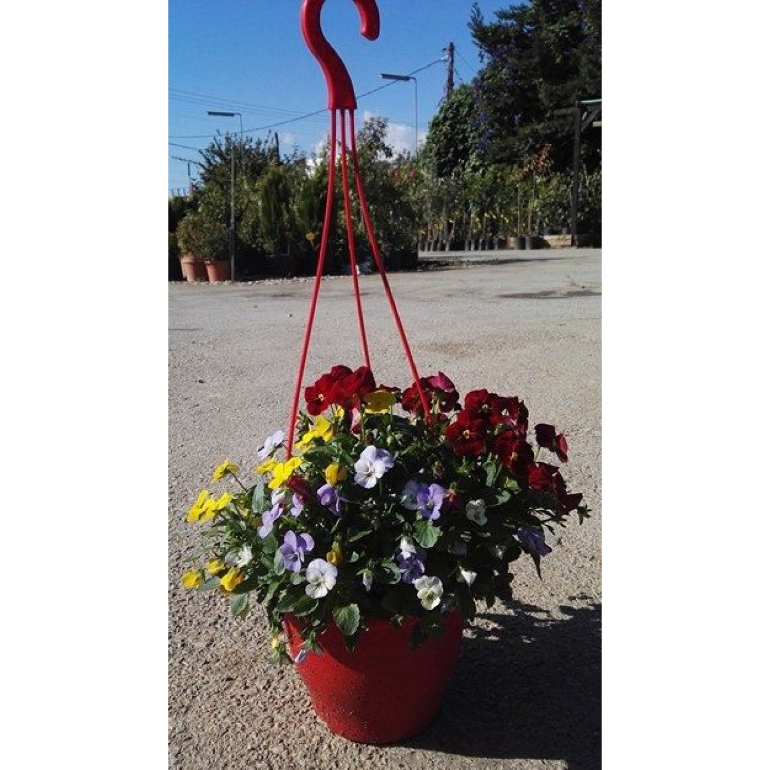 Πανσέδες mini (Viola tricolor mini) ανάμικτα 3 χρώματα, σε κρεμαστή γλάστρα Πανσέδες mini (Viola tricolor mini) ανάμικτα 3 χρώματα, σε κρεμαστή γλάστρα