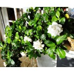 Γαρδένια Θάμνος (Gardenia jasminoides) Γαρδένια Θάμνος (Gardenia jasminoides)