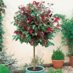 Φωτίνια (Photinia x fraseri 'Red Robin') Φωτίνια (Photinia x fraseri 'Red Robin') |kipogeorgiki.live