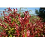 Φωτίνια (Photinia x fraseri 'Red Robin') Φωτίνια (Photinia x fraseri 'Red Robin') |kipogeorgiki.live