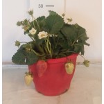 Φραουλιά (Fragaria sp.) |kipogeorgiki.live