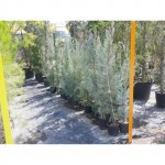 Κυπαρίσσι Γλαυκό Αριζόνας Φαστιτζιάτα (Cupressus Arizonica ‘Fastigiata’) Αριζόνικα Κυπαρίσσι Γλαυκό Φαστιτζιάτα | Κηπογεωργική
